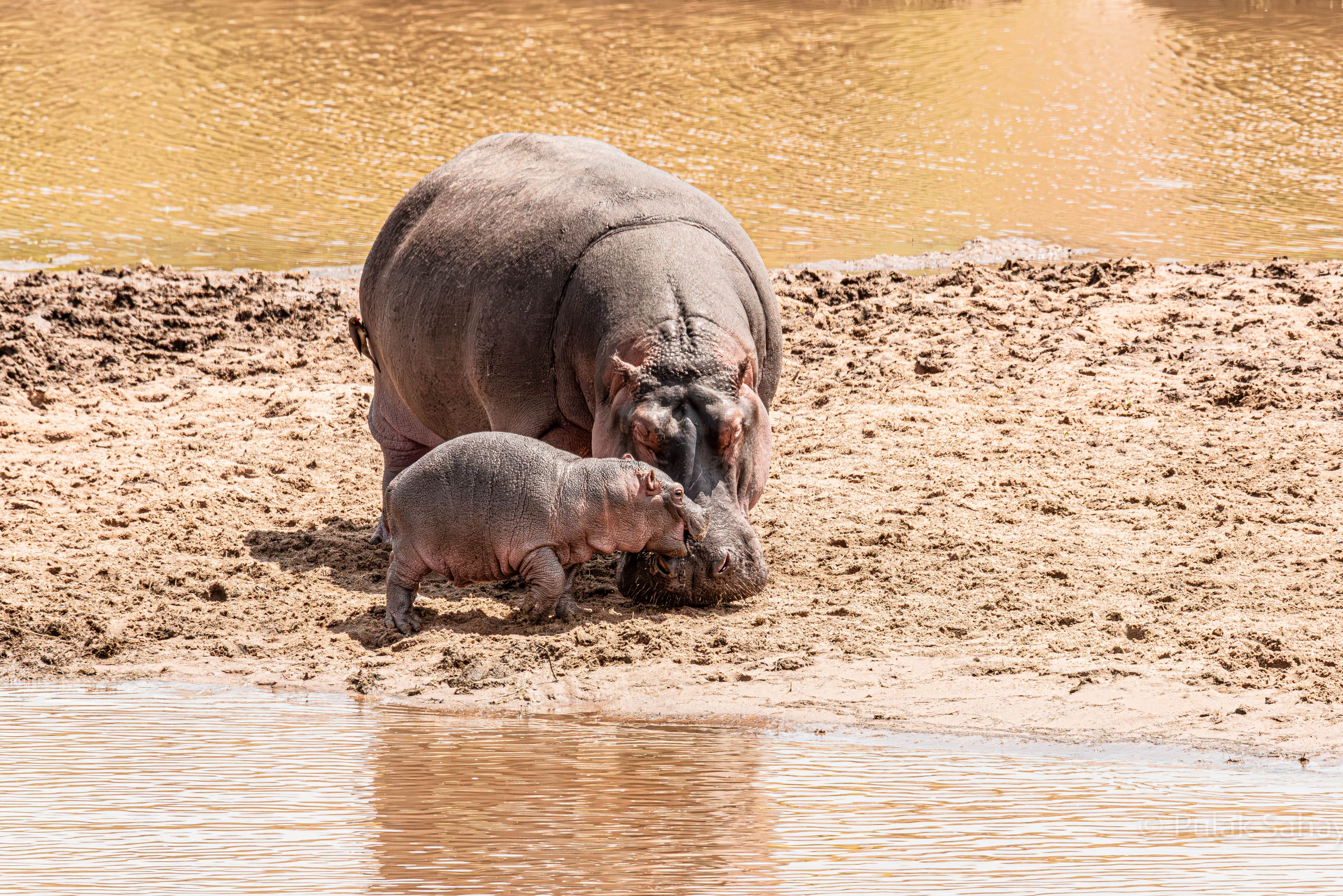 Baby snugling up to mum hippo